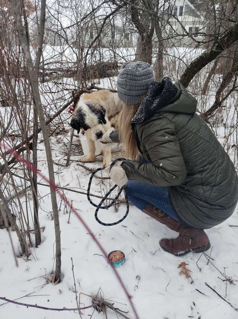 Senior Dog Survives For 2 Weeks Alone In The Snow