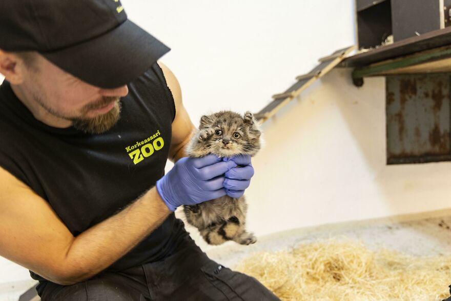 "The Unique Expressiveness of the Manul Cat: Exploring Its Fascinating Traits" - Yeudon