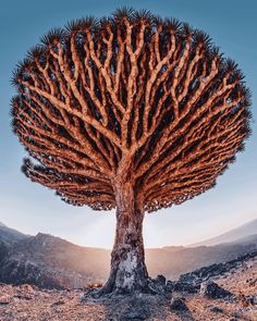 Unveiling The Fascination Of Dragon's Blood Trees: The Mysterious Flora With A Unique Canopy And Abundant Crimson Resin - Nature and Life