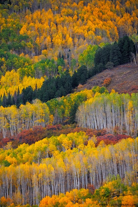 Autumn's Palette: Exploring The Enchanted Forest Awash In Vibrant Colors - Nature and Life