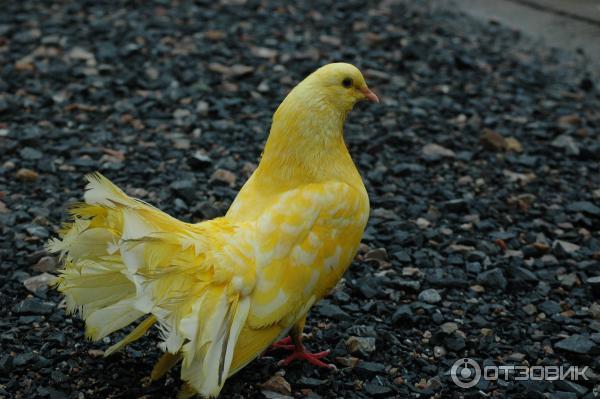 The Yellow Pigeons: Let's admire the iridescent and brilliant beauty under the sun of this beautiful pigeon.TS - Pet Care Blog