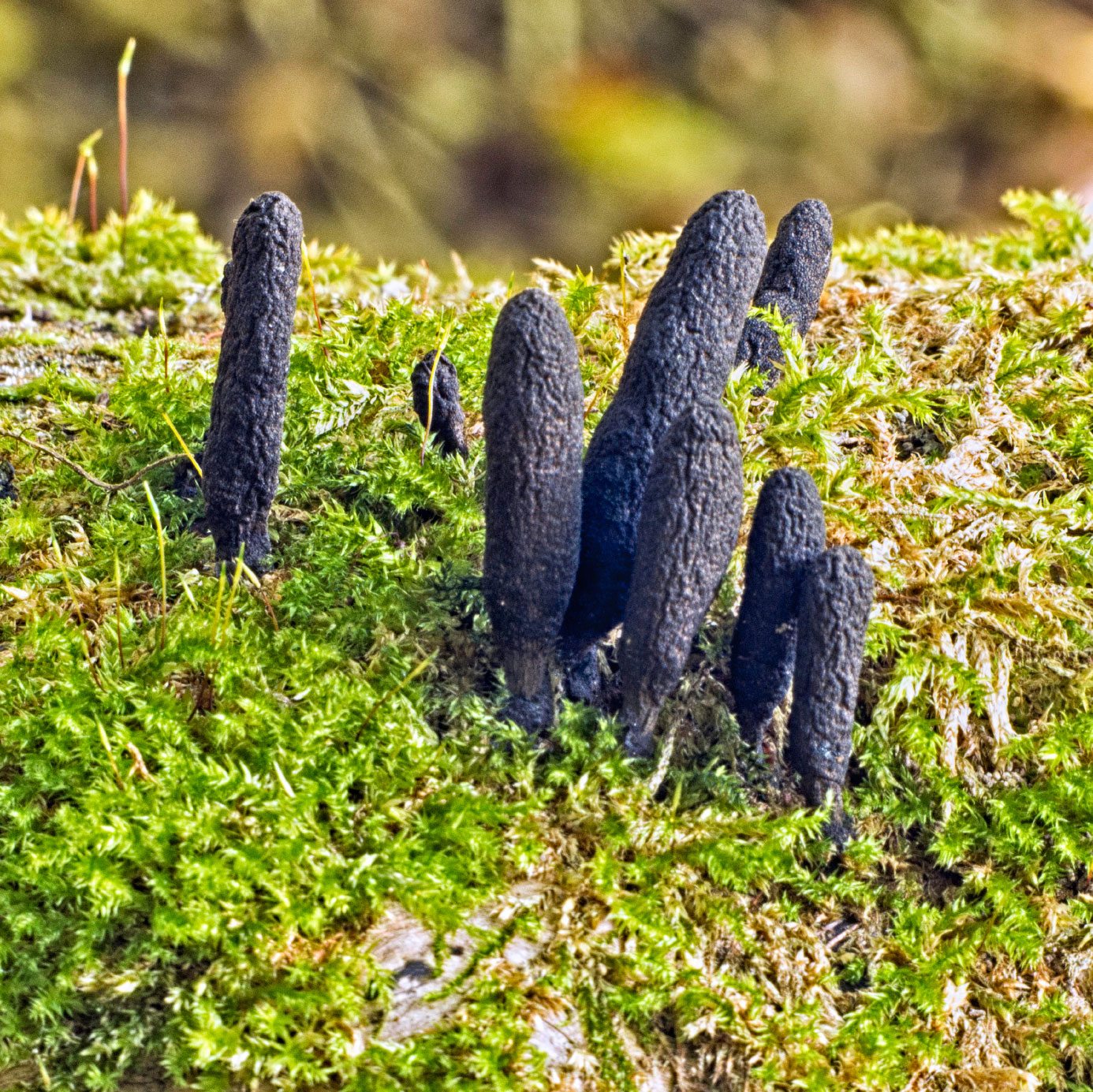 This Creepy-Looking Fungus Known as "Dead Man's Fingers"