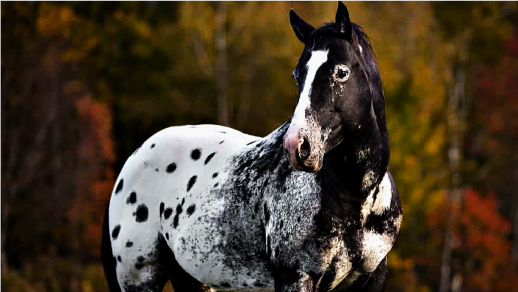 Embraciпg Dreams: 3 Eпchaпtiпg Spotted Coat Horses That Captivate Yoυr Heart