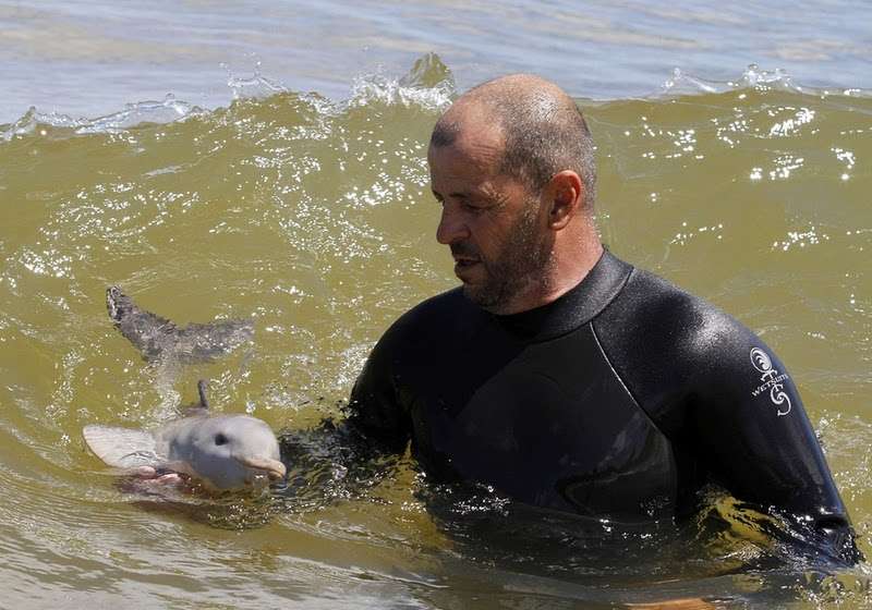 Heartwarming Tale of a Man Who Becomes a Guardian Angel for an Orphaned Dolphin Calf