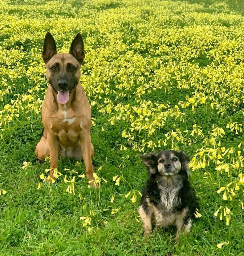 Dog Gives The Sweetest Little Sendoff To Her Senior Best Friend Who Passed Away