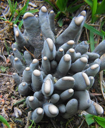 This Creepy-Looking Fungus Known as "Dead Man's Fingers"