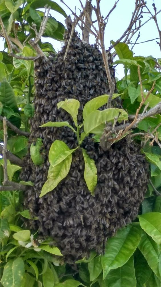 Blossoms And Bees: A Magical Tale Of Hives In Fruity Branches - Mnews