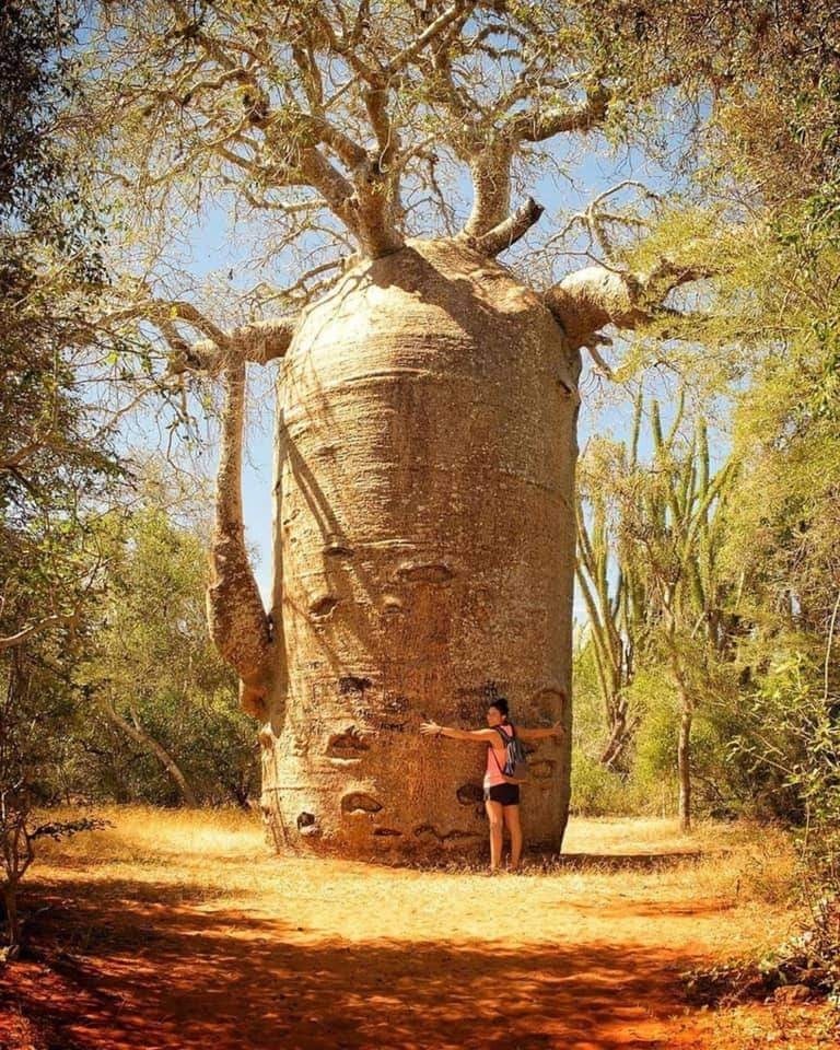 Amazing Baobab tree in Madagascar