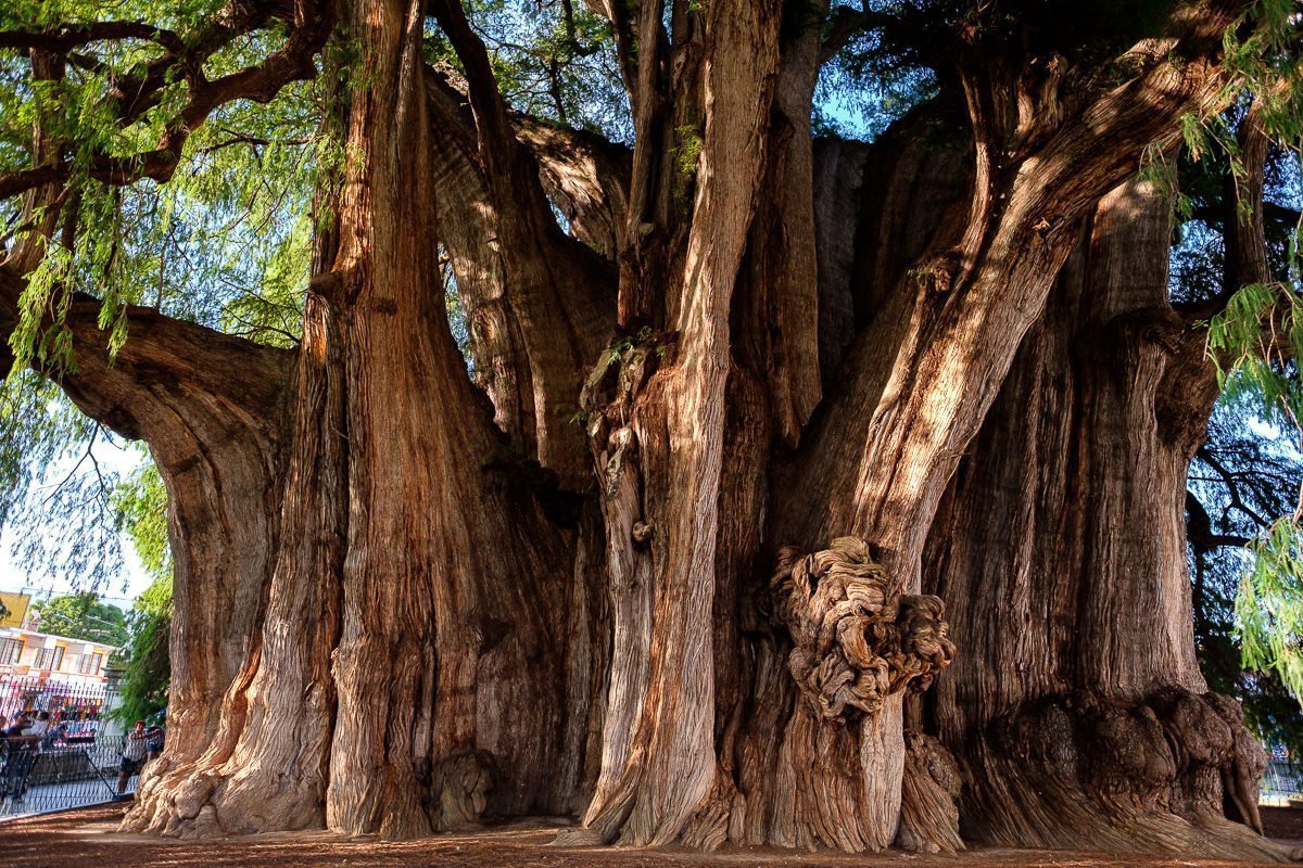 Mexico’s 2,000 Year-Old Living Tree