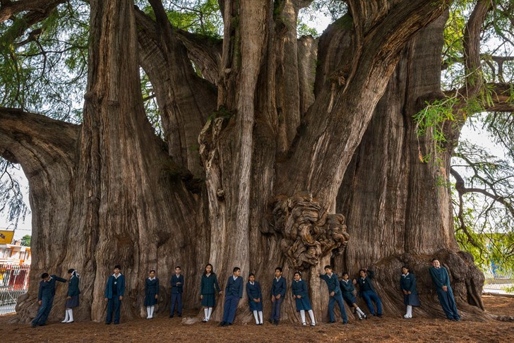 Mexico’s 2,000 Year-Old Living Tree