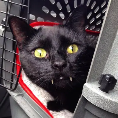 Woman Gets Surprised When Her Rescue Cat Turned Out To Be A “Vampire”