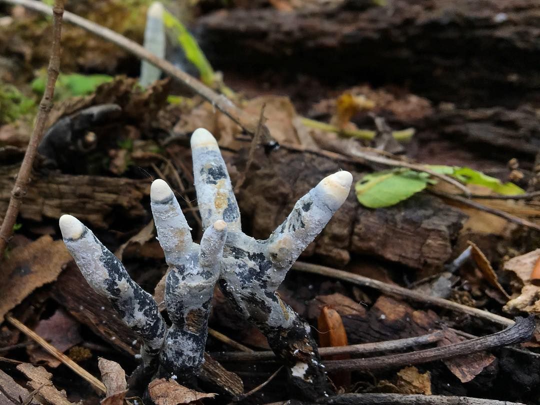 This Creepy-Looking Fungus Known as "Dead Man's Fingers"