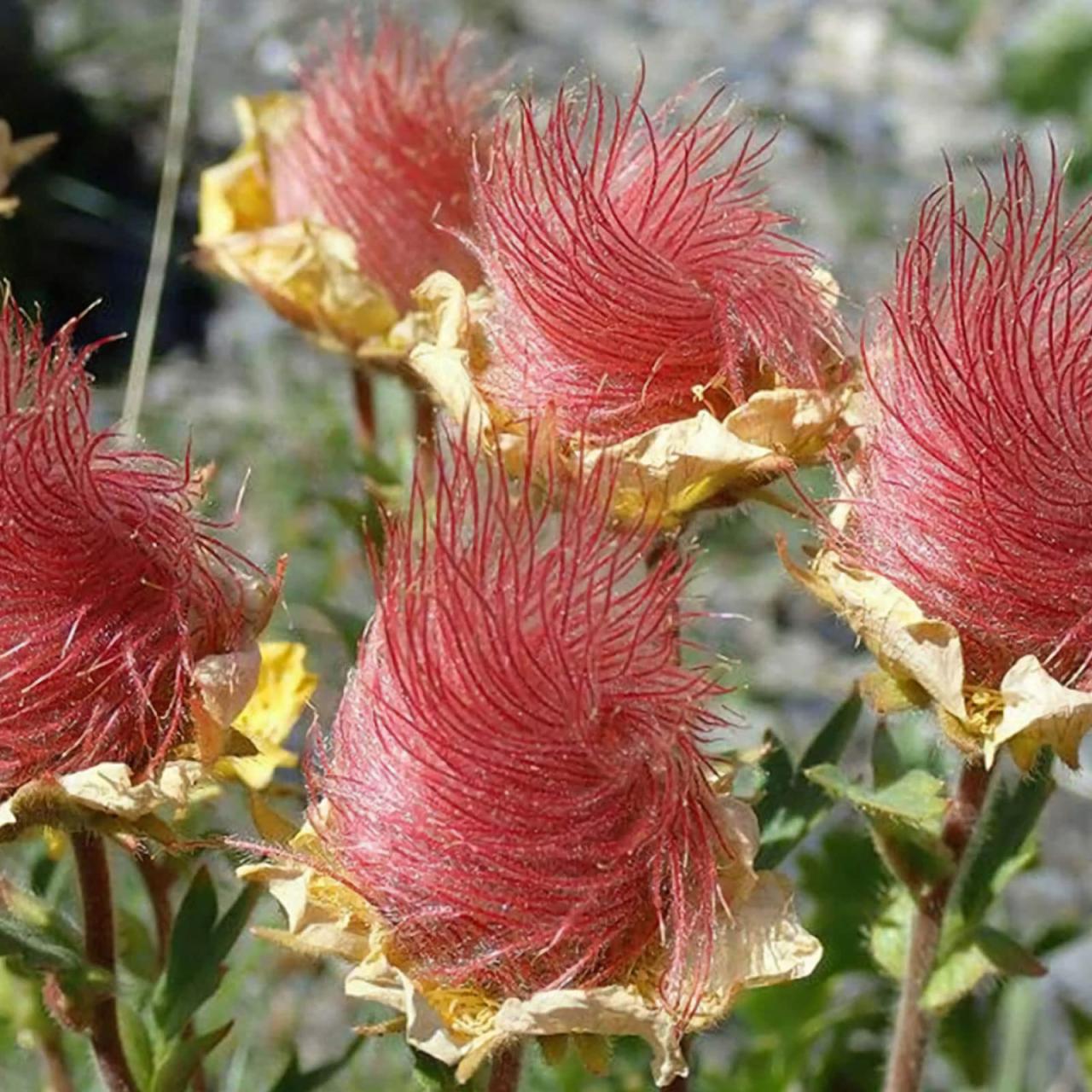 "Discovering the Charm of Nature's Enchanting Treasure: The Alluring Prairie Smoke Flowers." - bumkeo