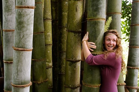 Reaching New Heights: Ghana's Towering Bamboo Giant Surpasses All Other Structures - Amazing Nature