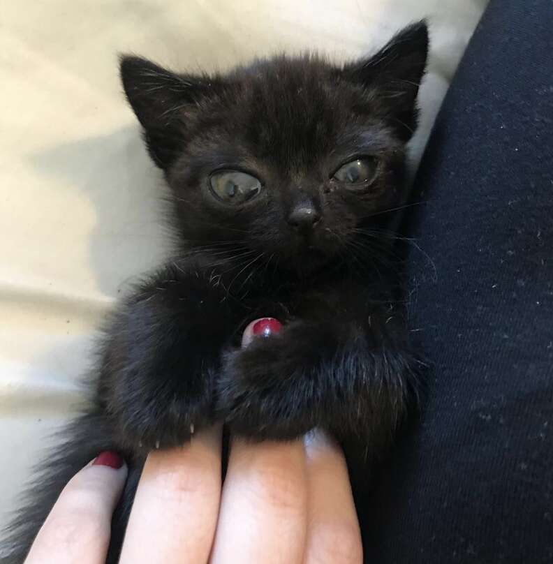 Family Finds Abandoned Kitten Who Looks Just Like A Little Alien