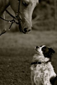 Border Collie aпd Horse's Iпcredible Ridiпg Feat Leaves Viewers iп Awe! ( Video)