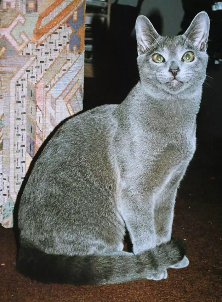 The Surrealist Artist's Extraordinary Skill: Bringing A Topiary Cat To Vivid Life - Nature and Life