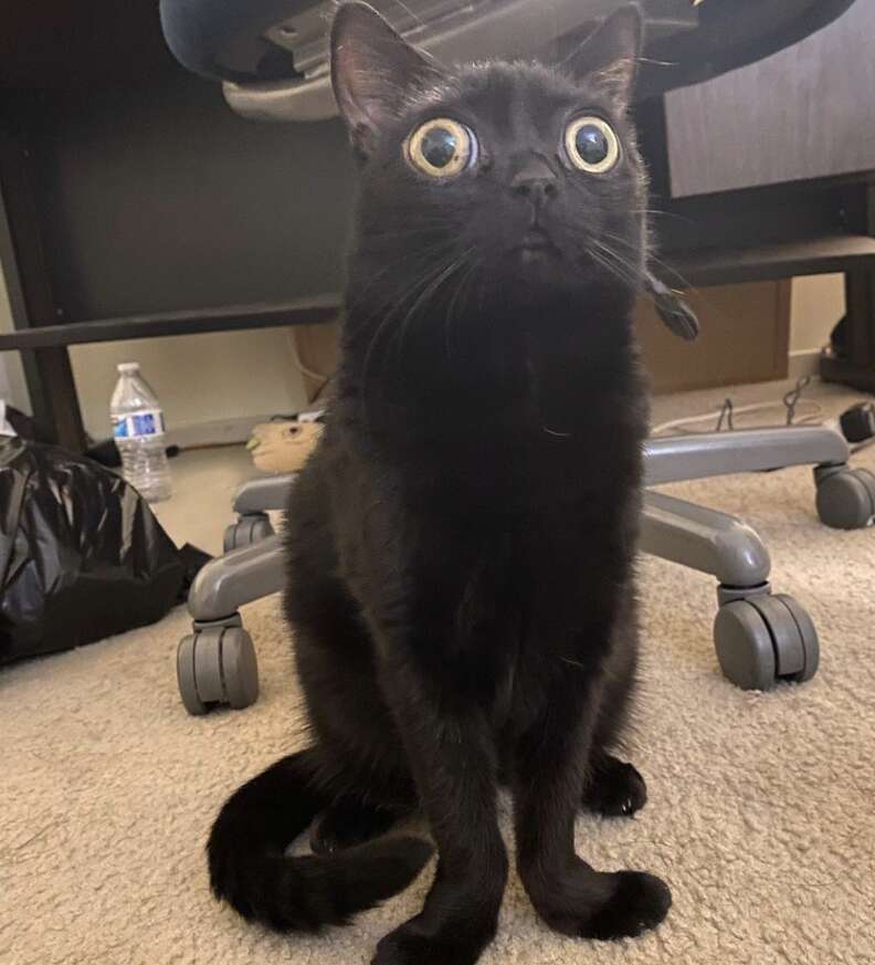 Family Finds Abandoned Kitten Who Looks Just Like A Little Alien