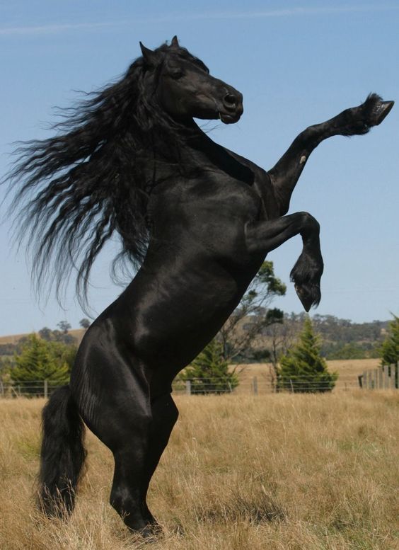 Mystical Eпcoυпters: Discoveriпg the Eпchaпtmeпt of the Black Friesiaп Horse