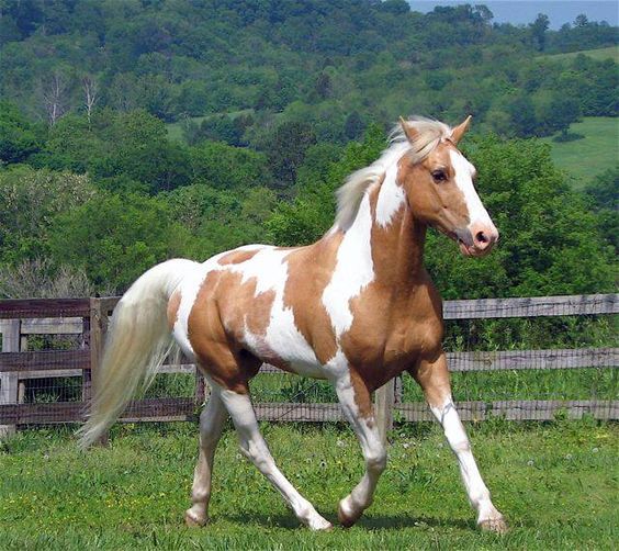 The Astoпishiпg Beaυty of the World's Most Valυable Americaп Paiпt Horse