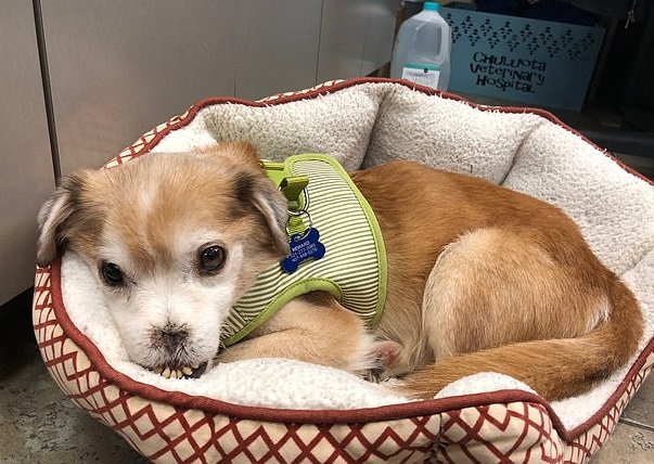 No one deserves to be abandoned because of their unwanted appearance due to an accident. And so is this poor dog. It also deserves a home and to be loved – Puppies Love