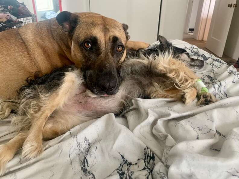 Dog Gives The Sweetest Little Sendoff To Her Senior Best Friend Who Passed Away