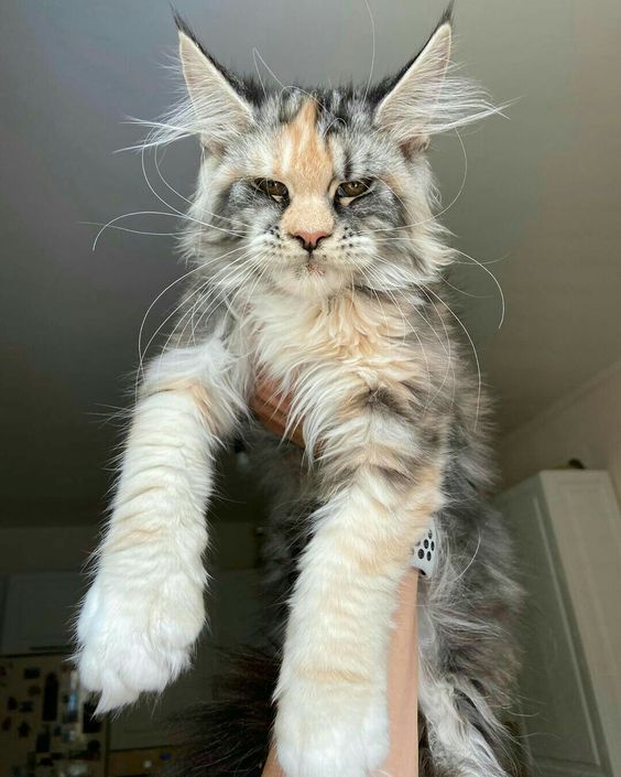 The Maine Coon Mystique: Understanding the Distinctive Personality of These Graceful Feline Companions - Yeudon