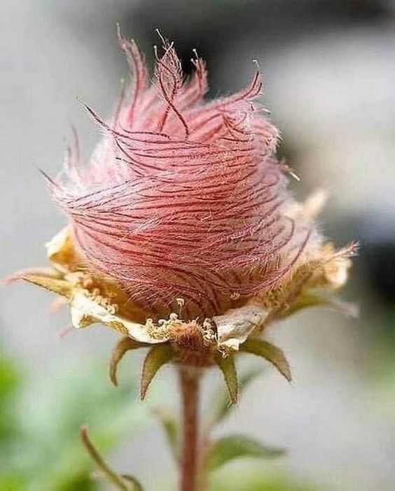 "Discovering the Charm of Nature's Enchanting Treasure: The Alluring Prairie Smoke Flowers." - bumkeo