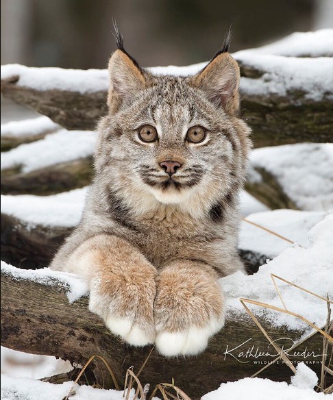 Meet The Stunning Big-Pawed Canadian Lynx – One Of The Rarest Big Cats In The World