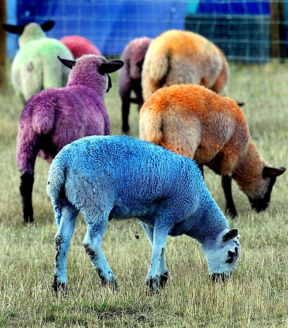 Unveiling Nature's Colorful Palette: Exploring the World of Rainbow Sheep