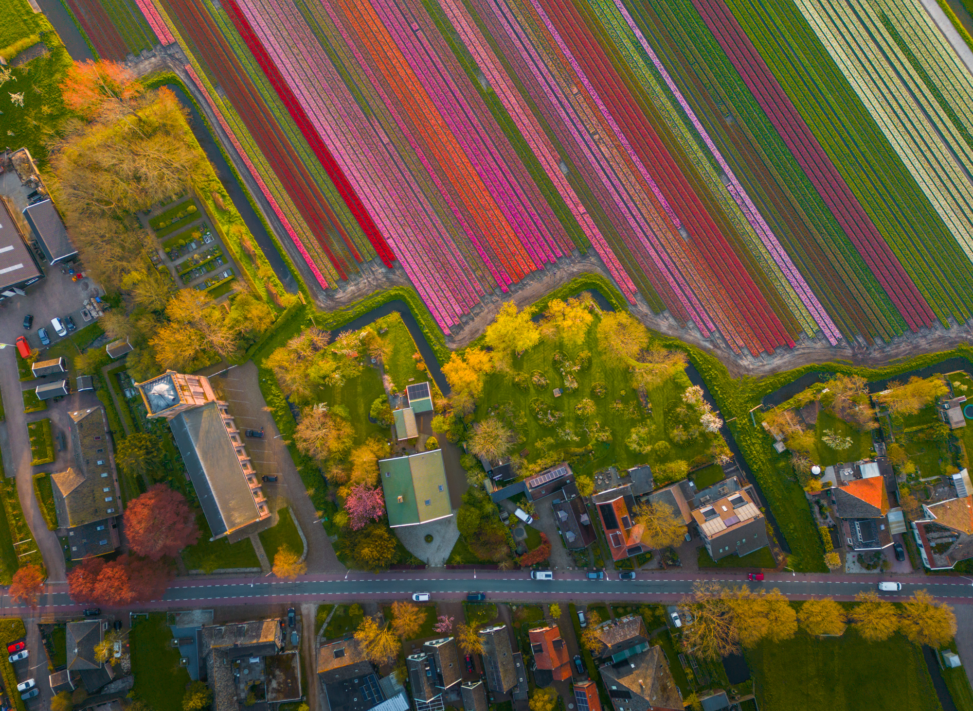 Unveiling the Enchanting Beauty of Dutch Tulip Fields - bumkeo