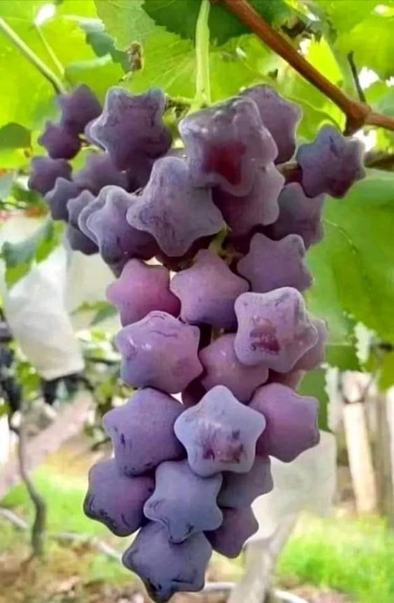 Delightfully Charming Vines: Delectable Temptations You'll Struggle To Resist - Nature and Life