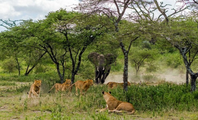 “When the Lion King Met His Match: The Epic Battle with a Mighty Elephant”