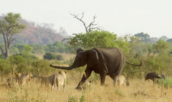 “When the Lion King Met His Match: The Epic Battle with a Mighty Elephant”