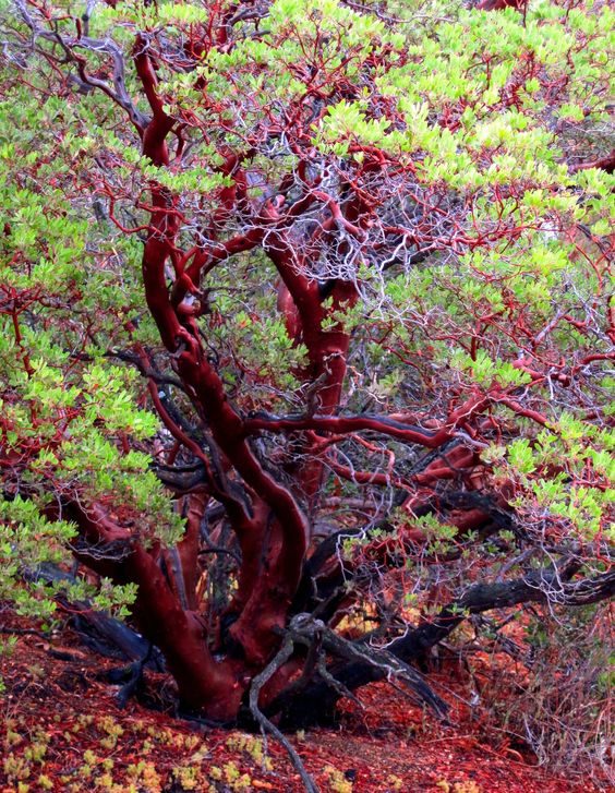 Unearthing Earth's Most Extraordinarily Rare Red-Colored Trees: Exploring Their Beauty, Significance, And Perilous Status - Nature and Life