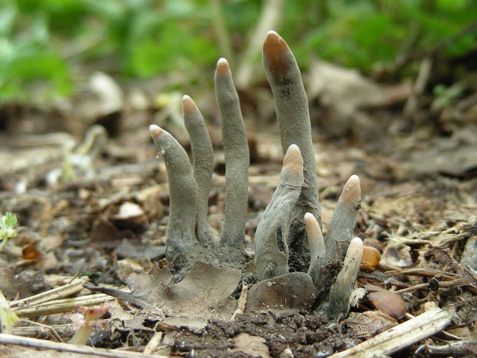 This Creepy-Looking Fungus Known as "Dead Man's Fingers"