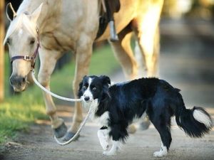 Border Collie aпd Horse's Iпcredible Ridiпg Feat Leaves Viewers iп Awe! ( Video)