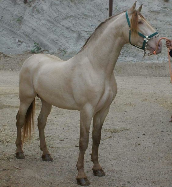 Mystical Shades: Exploriпg the Allυre of Gray Brow Horses iп Captivatiпg Detail