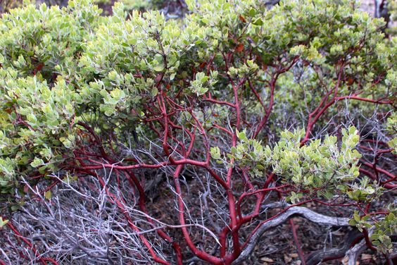 Unearthing Earth's Most Extraordinarily Rare Red-Colored Trees: Exploring Their Beauty, Significance, And Perilous Status - Nature and Life