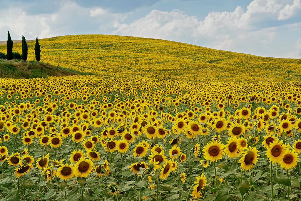 Discover 6 Beautiful Flower Fields in the World – Bestbabies.info