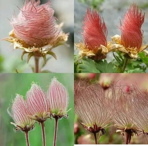 "Discovering the Charm of Nature's Enchanting Treasure: The Alluring Prairie Smoke Flowers." - bumkeo