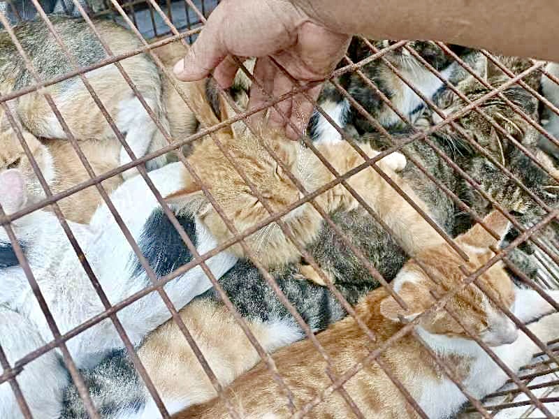 Criminal Gang Arrested In China For Luring 150 Cats With Protected Sparrows To Sell For The Brutal Cat Meat Trade