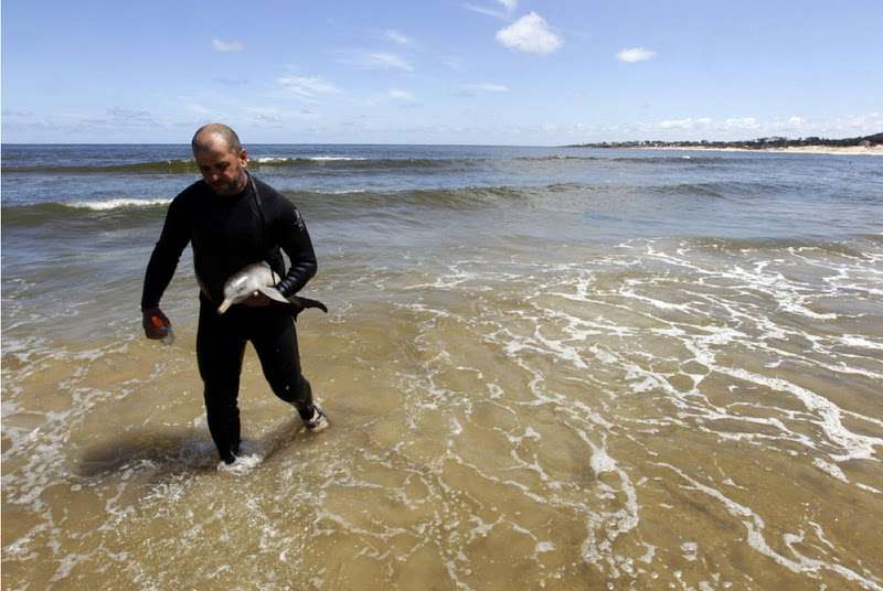Heartwarming Tale of a Man Who Becomes a Guardian Angel for an Orphaned Dolphin Calf