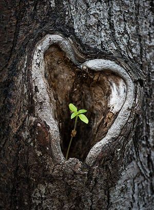 Nature's Love Letters: Earth's Artistic Creations Carved As Symbols Of Affection - Nature and Life