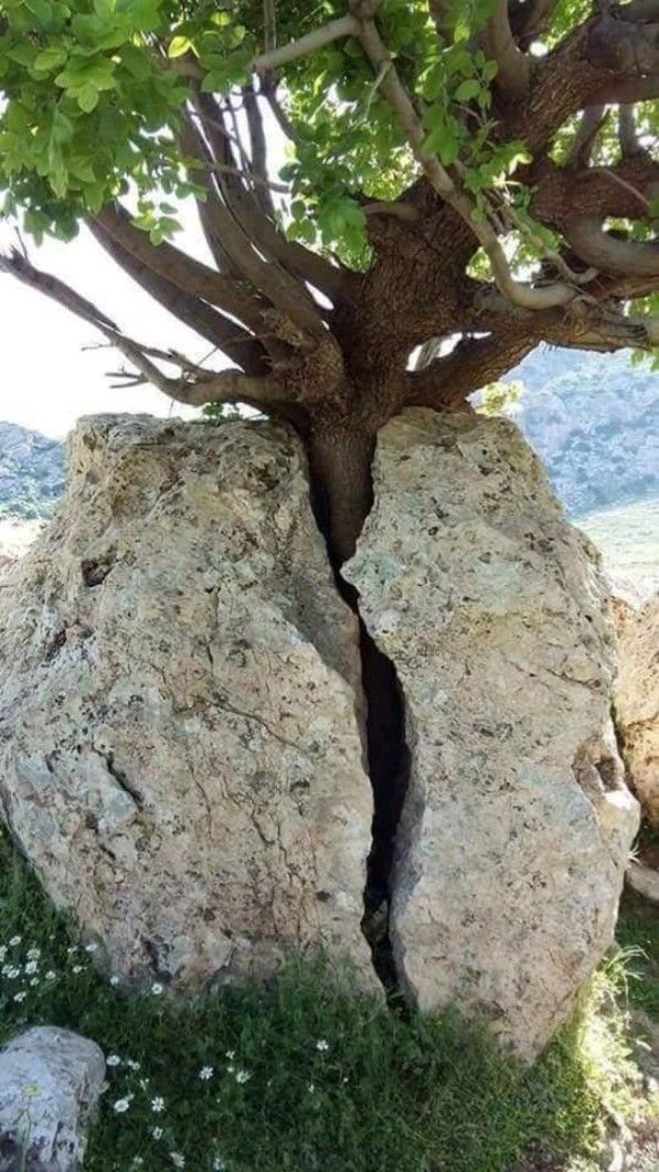 Revealing Nature's Resilience: Majestic Tree Thriving On A Barren Rock Against All Odds - Amazing Nature