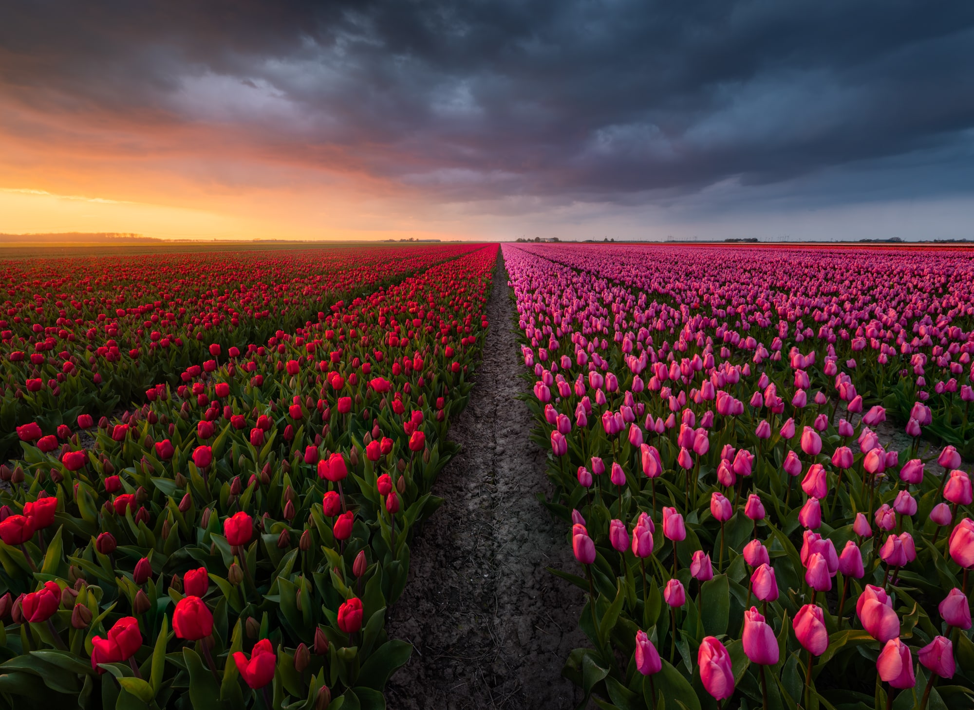 Unveiling the Enchanting Beauty of Dutch Tulip Fields - bumkeo