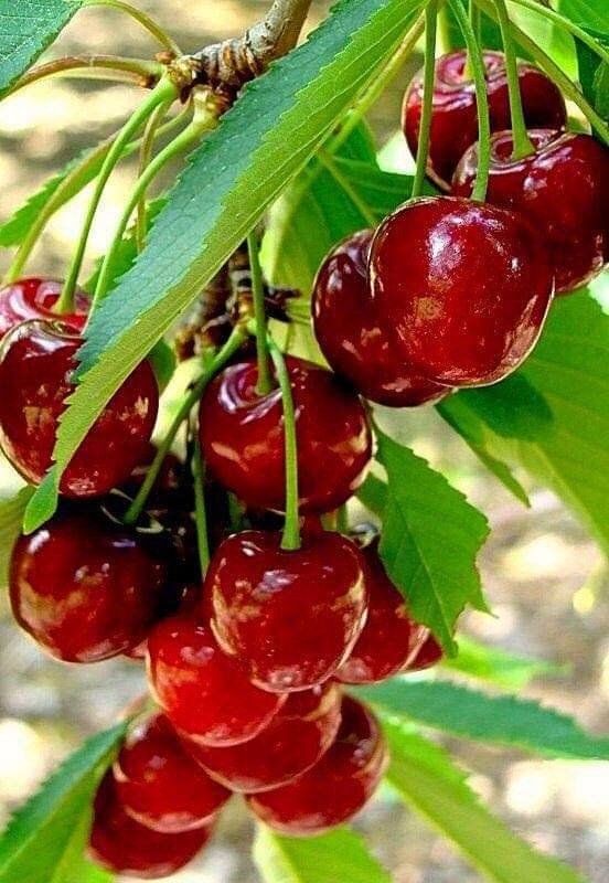 Embracing Nature's Abundance: The Magnificence Of Cherry Trees And Their Succulent Red Fruits - Nature and Life
