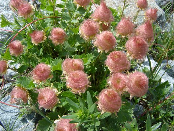 "Discovering the Charm of Nature's Enchanting Treasure: The Alluring Prairie Smoke Flowers." - bumkeo