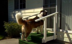 A Special Puppy Took it upon himself to befriend A Lonely Widow