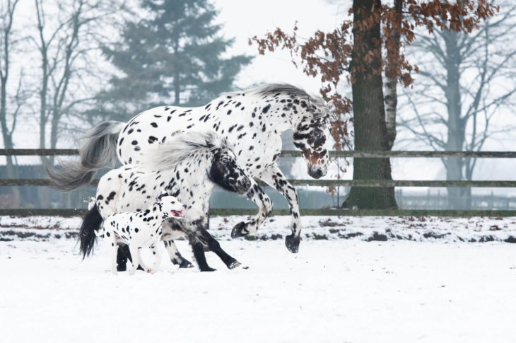 A sweet trio of black spotted horses, ponies, and dogs resemble siblings and form a special bond, showcasing the natural camaraderie that animals can develop. – newsvaults.com